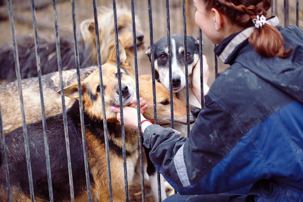 официальный сайт приюта для собак в москве