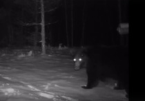 Видеокамеры показывают, что не все медведи в Марий Эл залегли в зимнюю спячку.