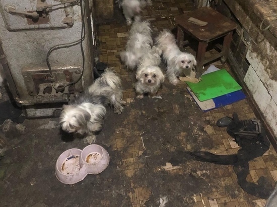 В Донецке спасли породистых собак из домашнего ада: ФОТО