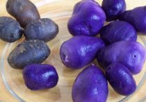 Необычный картофель фиолетового цвета выставили на продажу в Бийске