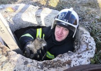 16 и 17 ноября белгородские пожарные выезжали на спасение котов