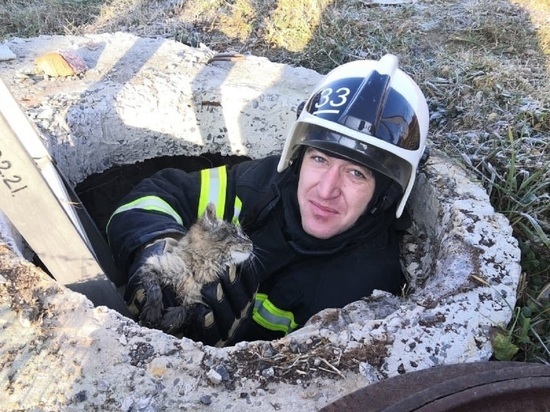 В Белгородской области пожарные спасли двух котов