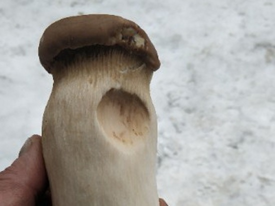 Королевский гриб еринги нашел в лесу среди снега житель Новосибирска