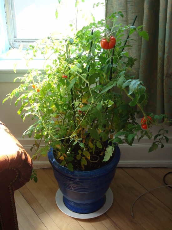 Квартирным садоводам рассказали, чем подкармливать помидоры, перец и зелень осенью