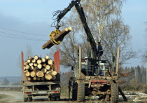 Лесные массивы России продолжают неуклонно сокращаются, причем примерно половина потерянных деревьев приходится на незаконную вырубку
