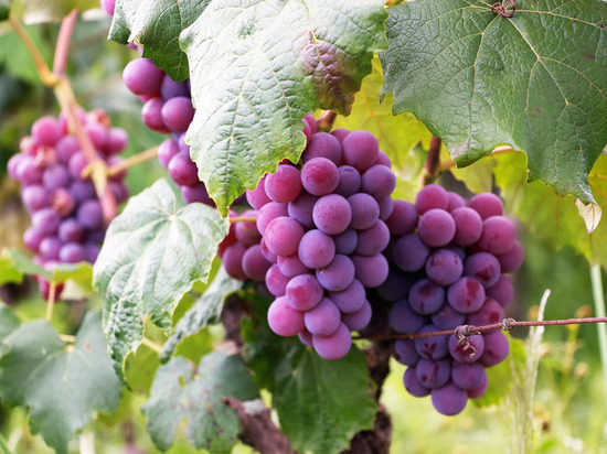 Садовод объяснил, как смог вырастить более 40 сортов винограда в Ленобласти