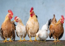 В Улан-Удэ суд обязал птицефабрику очистить участок леса от куриного помета
