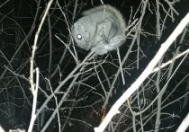 Фотографию животного на дереве в читинском микрорайоне Сосновый Бор, опубликовал 19 ноября Instagram-аккаунт «Сейчас в Чите»