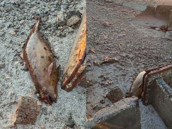 Мертвую морскую свинью нашли на берегу Таганрогского залива