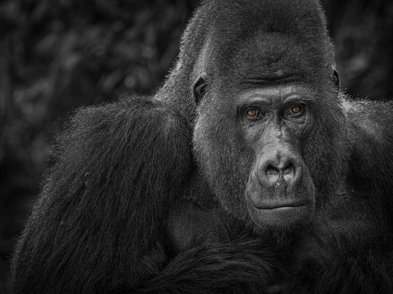 В зоопарк Казани в декабре привезут еще одну гориллу