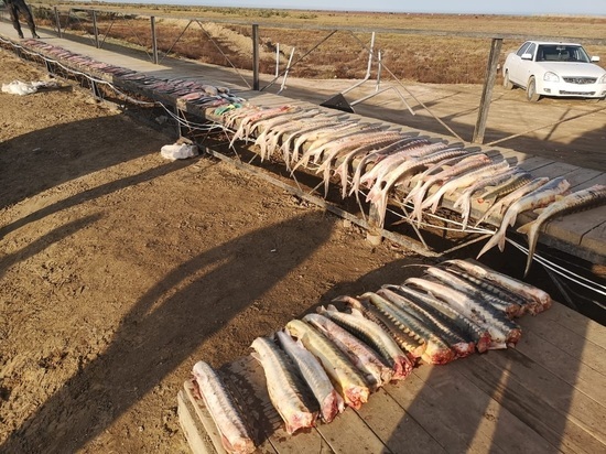 В Дагестане задержали 9 браконьеров с рыбой на 12,5 млн рублей