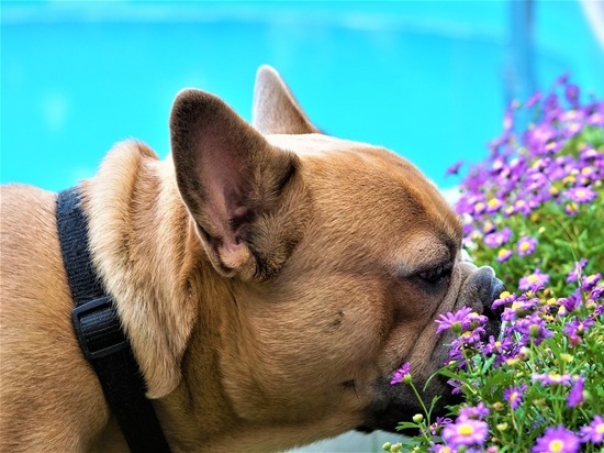 Кинологи назвали причины неприятного запаха собак