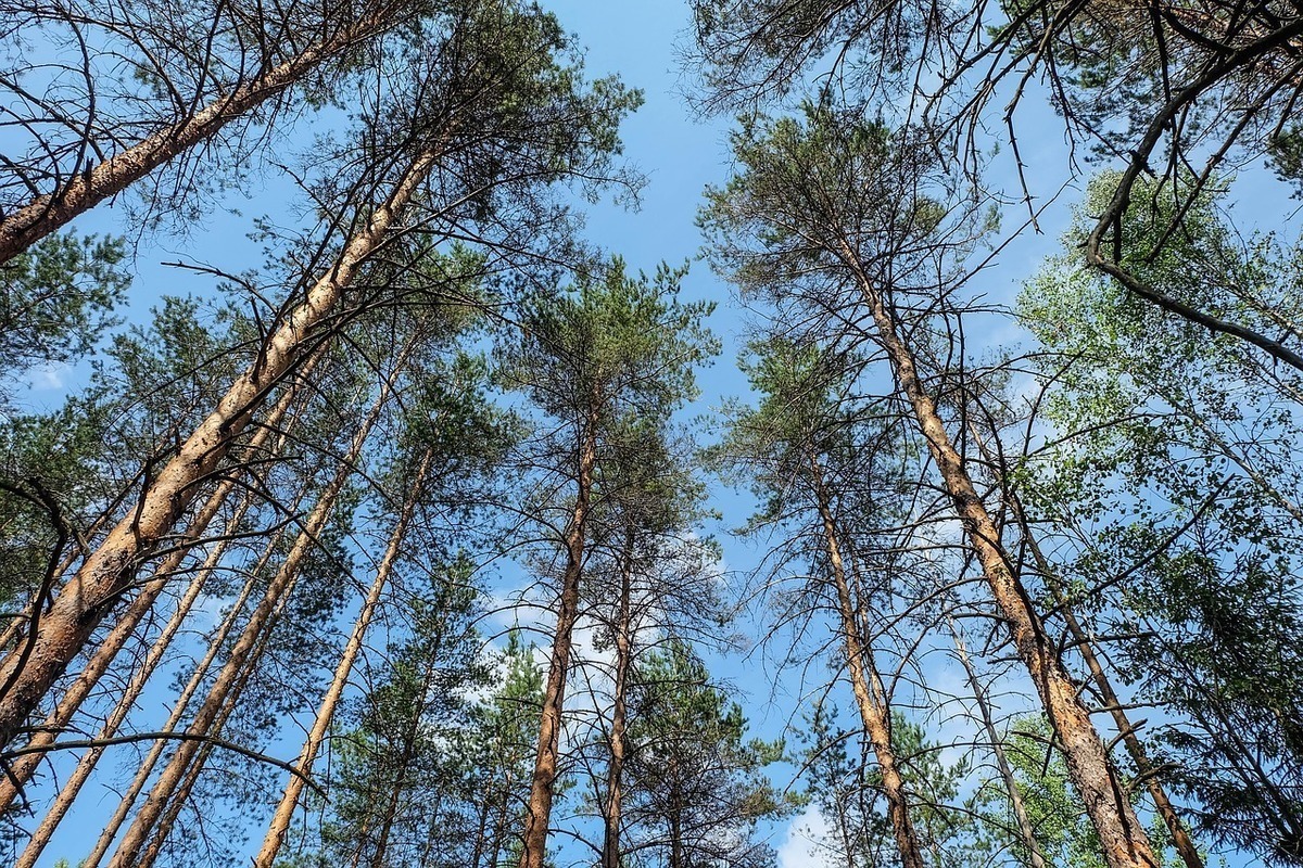 Плутов лес Курск