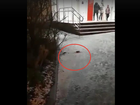 Жители столицы Карелии пожаловались на вездесущих крыс