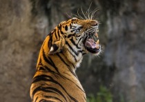 Специалисты Приамурского заповедника встревожены исчезновением тигра по кличке Чудовище