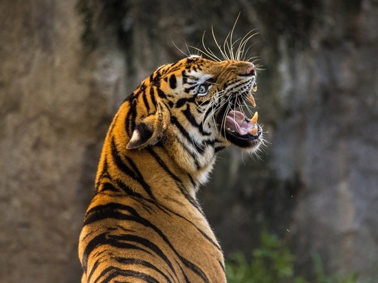 В Приамурье пропал крупный тигр по кличке Чудовище
