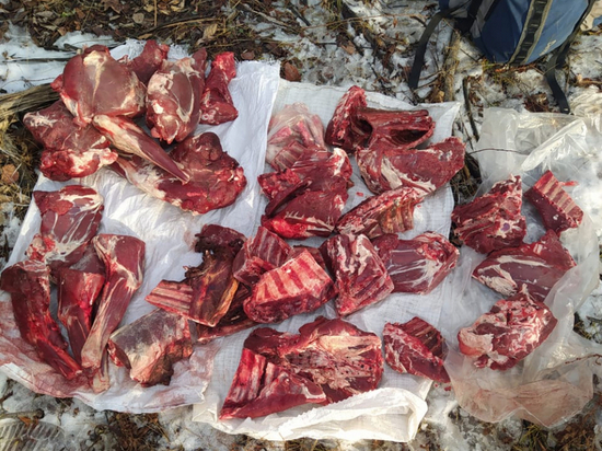 В Хабаровском крае выявили несколько случаев незаконной добычи охотничьих ресурсов