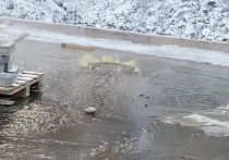 В Красноярске затопило водой из канализации улицу Караульную. Видео с места происшествия 20 ноября опубликовали местные жители в инстаграм-сообществе «ПОKРОВКА | Kрасноярск».