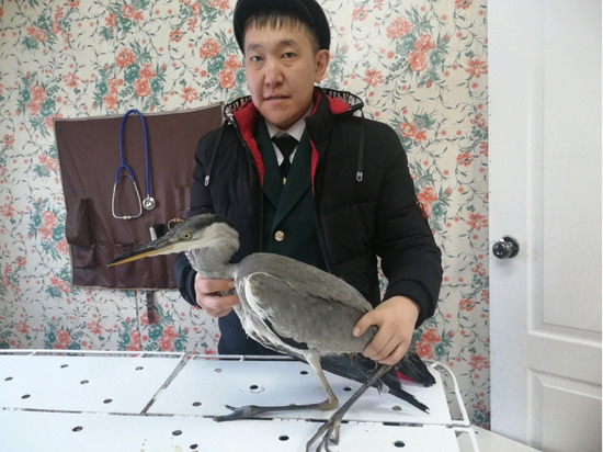 В Якутии спасли краснокнижную цаплю
