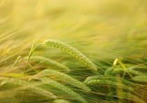 В Республике Бурятия зарегистрирована рекордная за ее историю урожайность зерновых культур – 19,3 ц/га