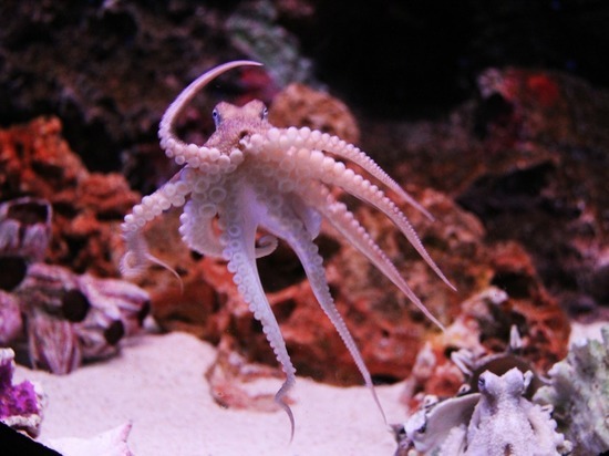 У берегов Австралии найден новый вид осьминога