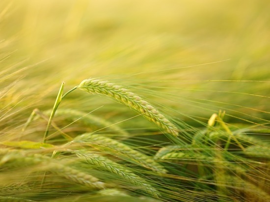 В Бурятии зарегистрировали  рекордный урожай зерновых культур