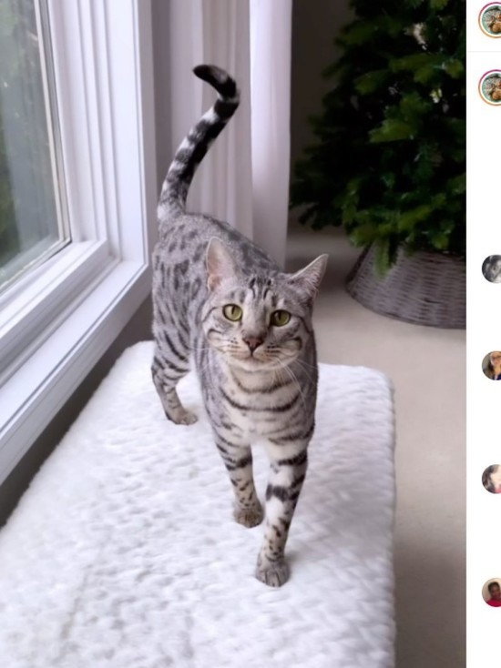 Самая болтливая кошка на свете покорила Интернет
