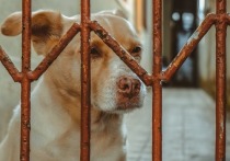 За последние полгода бездомных животных в Атамановке отлавливали трижды, однако жители продолжают жаловаться на большие стаи собак, рядом с которыми страшно находиться
