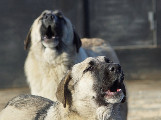 Стаи агрессивных бездомных собак нападают на кемеровчан и их питомцев