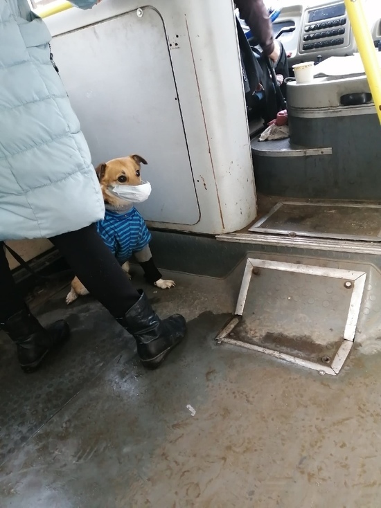 В Ярославле даже собаки соблюдают масочный режим