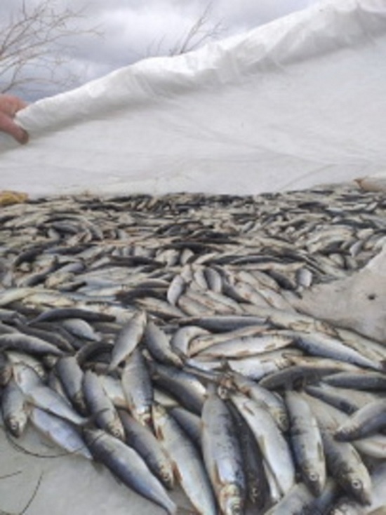 На севере Бурятии изъяли 2,5 тонн незаконно выловленного омуля