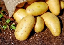 Член Комитета Госдумы по аграрным вопросам Ренат Сулейманов рассказал, почему Россия закупает картофель в Египте и других странах
