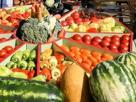 Астраханские овощеводы выращивают новые сорта сельхозкультур