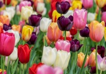 Белгородцев ожидает еще один цветочный фестиваль, главными героями которого станут тюльпаны