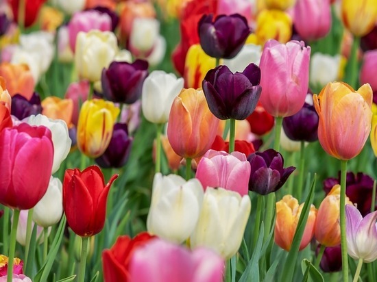 К весеннему фестивалю тюльпанов в Белгороде высадили 2 млн цветов
