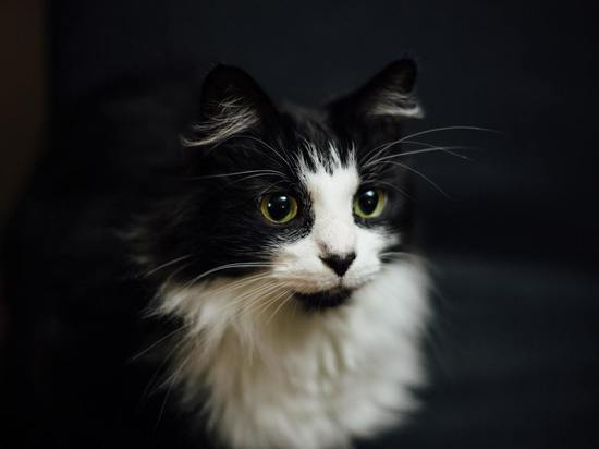 Названы 9 пород кошек, которые линяют сильнее всех остальных