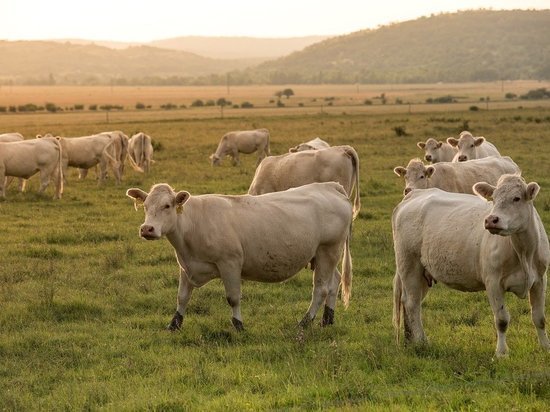 Башкирским аграриям возместили 285 млн рублей на покупку племенного скота