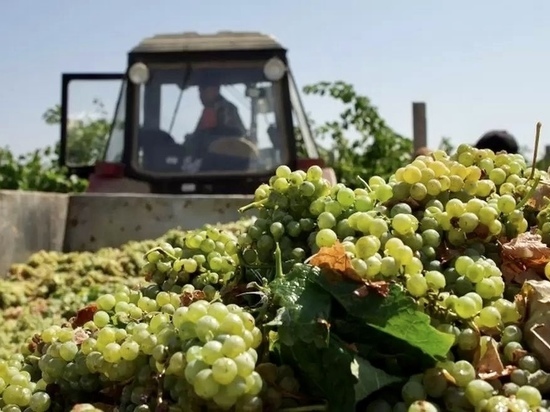 На Ставрополье собрали более 43 тонн винограда