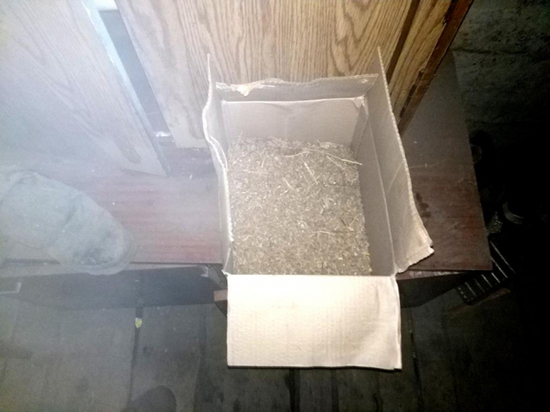 В Бурятии у сотрудника растениеводческого хозяйства изъяли 8 кг «травки»