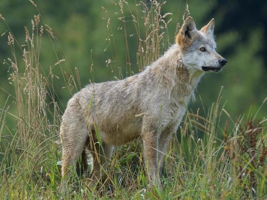 Ветеринары Луганска начнут прививать диких животных