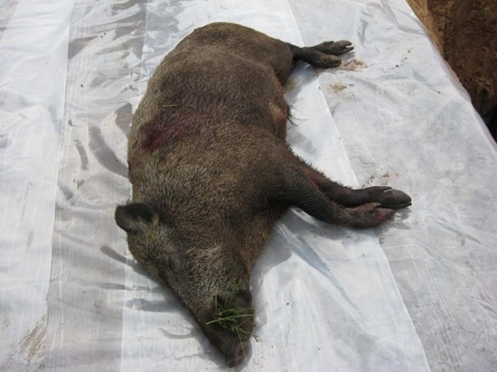 Свердловчане, у которых изъяли свиней, начнут получать выплаты в декабре