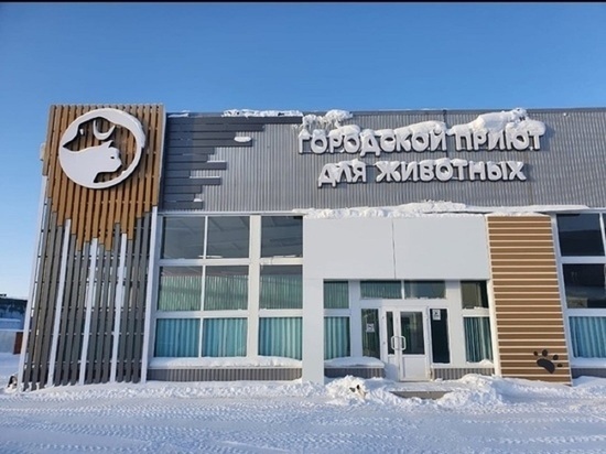 Работают прежние сотрудники: ИП Костюк взял шефство над приютом для животных в Ноябрьске