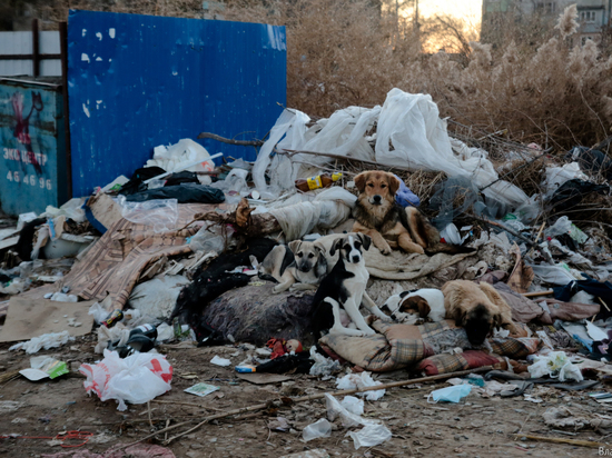 В Астрахани бездомные собаки чуть не разодрали на части девушку