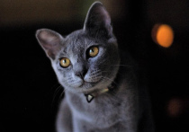 Авторы портала All about Cats совместно с биологами и математиками провели исследование и выбрали самые привлекательные с точки зрения науки породы кошек