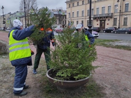 В преддверии Нового года петербургские садовники украсили уличные вазоны срезами елей