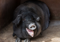 Объявленная в розыск свинья черная одомашненная свинья после нескольких дней мытарств в парке на западе Москвы вернулась домой