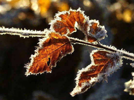 24 ноября в Белгородской области похолодает до 11 градусов мороза