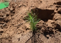 Под эгидой национального проекта «Экология» лесники Республики Бурятия посадили более 6 миллионов сеянцев на площади 1,8 тысяч га