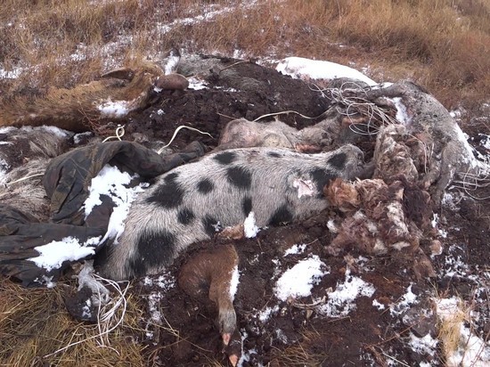 В Оренбургской области обнаружена африканская чума свиней