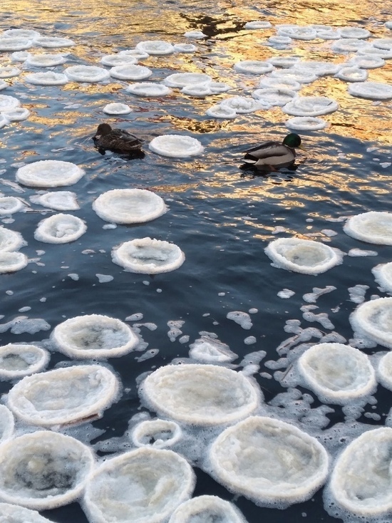 Ледяные медузы: псковичку поразило редкое природное явление на реке